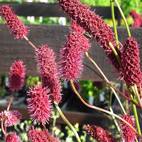 Blumixx Stauden Sanguisorba menziesii - Wiesenknopf, im 0,5 Liter Topf, dunkelrot blühend