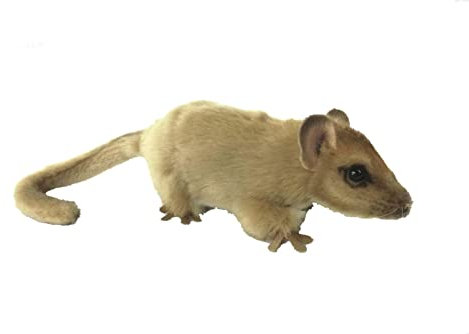 Hansa Soft Toy Hazel Dormouse 16.5cm L