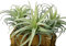Künstliche Luftpflanzen, künstliche Beflockung, Tillandsien, Sukkulenten, künstliche Bromelien, sehen echt aus für Heimdekoration im Innenbereich, 3 Stück