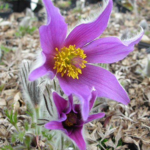 Blumixx Stauden Pulsatilla vulgaris 'Blaue Glocke' – Küchenschelle, dunkelviolett blühend, mehrjährige Staude, robust, für den Steingarten