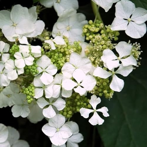 Hortensie 'Runaway Bride' - Hydrangea 'Runaway Bride'® - 20-30 cm Topf - Dauerblühende Gartenhortensie
