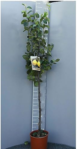 SAVINI VIVAI Birnenpflanze, Quitte, Obstpflanzen, Birnbaum im Topf, 22–24 cm, 2–3 Jahre, Höhe 130–150 cm, hergestellt in Italien