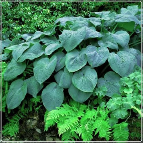Hosta Bulbo, Hosta Rara, Hosta, Tolerantes Al FríO Y A La Sombra, Cobertura Del Suelo,Plantas En Macetas, BalcóN,Cuatro Estaciones,DecoracióN Del Patio-15bulbos-C