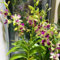 30 pcs dendrobium nobile orchideen samen - biosaatgut kübelpflanzen winterhart alte sorten saatgut pflanzen winterhart samen geschenk topfpflanzen für draußen blumen pflanzen ostergeschenke
