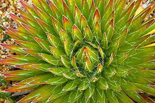 Las Semillas de germinación: 10 Semillas Agave filifera Semillas Rare Cactus Plantas suculentas Korn Semillas Sin Aloe