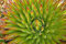 Las Semillas de germinación: 10 Semillas Agave filifera Semillas Rare Cactus Plantas suculentas Korn Semillas Sin Aloe