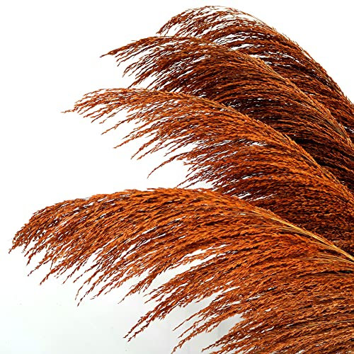 Grande Herbe de Pampa Orange brûlée, 4 pièces de 110 cm, Grande Herbe de Pampa colorée séchée Naturelle, Florale de Pampa Brune avec arôme de Fleurs séchées, Plante séchée Longue pour Le Salon