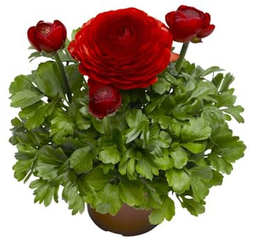 Ranunculus de Exterior con Floración Natural Planta en Maceta Resistente para Todo el Año