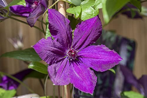 Clematis Hybride 'Honora' 60-100 cm - Waldrebe, violette Blüten, Blütezeit Mai-September, ideal für Rankgerüste, pflegeleicht und winterhart