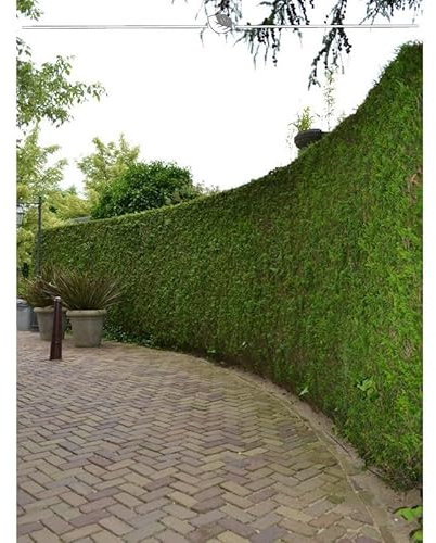 Lebensbaum plicata Martin 200-225 cm. 20 Bäume. Grüner Thuja Sichtschutz Zaun