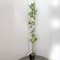 SAVINI VIVAI Pergolona, ​​Weinpflanze, Königin von Florenz, Obstpflanzen, Weinbaum im Topf, 11 x 11 cm, 2–3 Jahre, Höhe 130–150 cm, hergestellt in Italien