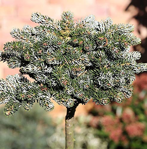 Hochstamm Koreatanne Kohouts Icebreaker 60-80cm - Abies koreana - lebende Gartenpflanze aus den Baumschulen