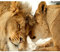 decomonkey Fototapete Löwe 350x256 cm Design Tapete Fototapeten Vlies Tapeten Vliestapete Wandtapete moderne Wand Schlafzimmer Wohnzimmer Tiere