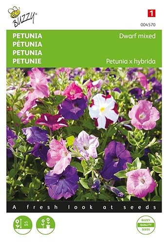 Buzzy Seeds 004570 Petunie Niedrige Mischung (Petuniensamen)