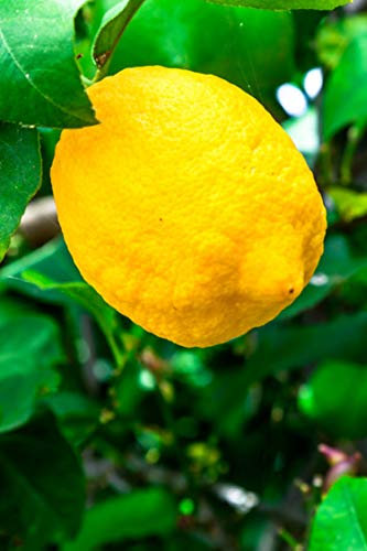 Albero di Limone Sfusato Amalfitano Pianta di Limone varietà Sfusato Amalfitano continua fruttificazione età 2 anni pianta vera venduta da eGarden.store