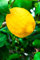Albero di Limone Sfusato Amalfitano Pianta di Limone varietà Sfusato Amalfitano continua fruttificazione età 2 anni pianta vera venduta da eGarden.store