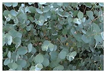 Stk - 10x Eucalyptus gamophylla Blauer Zwergeukalyptus Garten Pflanzen - Samen ID1294 - Seeds & Plants Shop by Ipsa