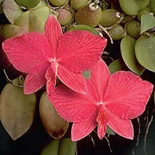 Rotyroya 50 Stück/Beutel Cattleya Hybrida-Samen, duftende, hoch keimende, gut angepasste rote Orchideen-Zierpflanzen für die Terrasse Samen
