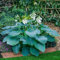 Hosta Bulbo, Hosta Rara, Cobertura Del Suelo,Tolerantes Al FríO Y A La Sombra, Hosta, Cuatro Estaciones, Plantas En Macetas, BalcóN, DecoracióN Del Patio-4bulbos-A