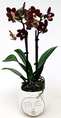 POWERS TO FLOWERS - ORCHIDEA PHALAENOPSIS NERA IN VASO CERAMICA SIGNORINA, Orchidea Falenopsis, Pianta Vera