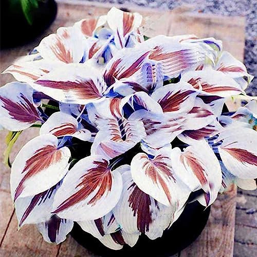 Generic Semi di Hosta, 200 Pz/borsa Semi di Hosta Decorativo fai-da-te Attraente Colore misto Profumato Hosta Plantaginea Semi di bonsai per esterno Bianco Viola Semi di hosta
