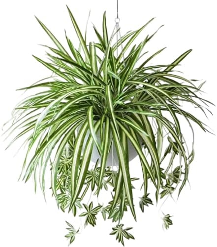 Gcroet 6Pcs Fake Spider Plant 24 Inch Artificial Spider Plant with 5 Flower Head Long Lasting Lifelike Silk Greenery for Indoor, Outdoor