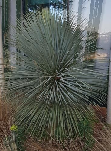 Yucca rostrata 'Sapphire Skies' ® / Yucca rostrata Bleu/Conteneur de 2 à 2.9 litres/Résistant au sec