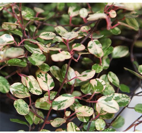 Mühlenbeckia compelxa 'Pink Camouflage', Neuheit - winterhart, im Topf 12 cm, in Gärtnerqualität von Blumen Eber - 12 cm
