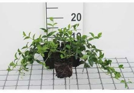 12 x Vinca minor - Kleine Immergrün - Topf 9 cm x 9 cm