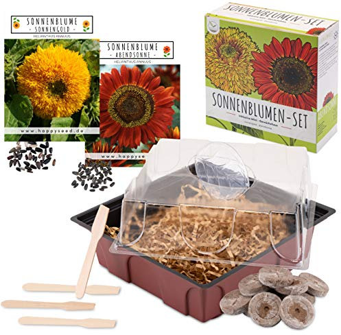 Sonnenblumen Anzuchtset - Pflanzset aus Mini-Gewächshaus, Sonnenblumen Samen & Erde - nachhaltige Geschenkidee für Pflanzenfreunde (Abendsonne + Sonnengold)