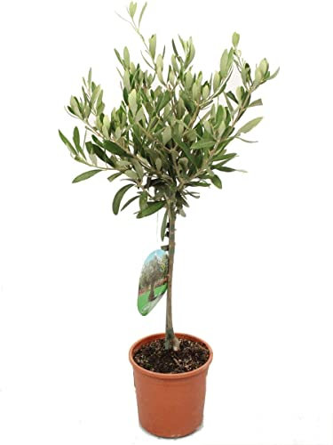 Olivera Árbol Aceitunero Natural para Casa y Jardín, DECOALIVE
