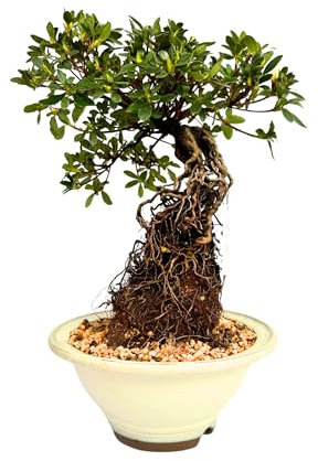 Bonsai Baum mit Keramik Blumentopf - Bonsai Neagari Japanische Satsuki Azalee (Satsuki Azalee P20, aus Japan)