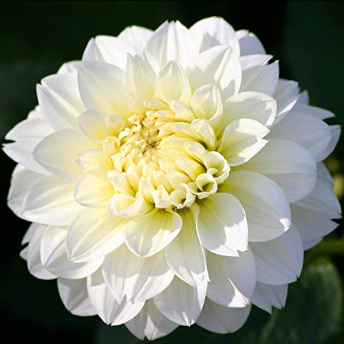 Mehrfarbig Ertragreicherg. Verschiedenen Farben, Winterhart dahlien, Einfach Anzubauen, Pflegeleicht, Lange Blütezeit,-6 Dahlien -D