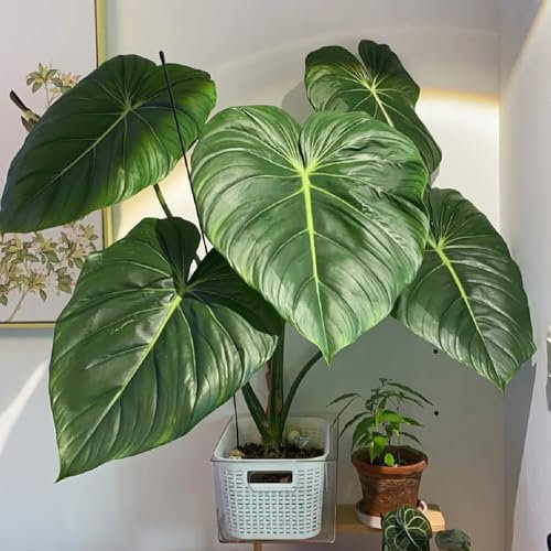 15 piezas semillas de plantas de filodendro - Semillas de plantas de interior, plantas resistentes. plantas decorativas, plantas trepadoras con flores, resistentes plantas de interior