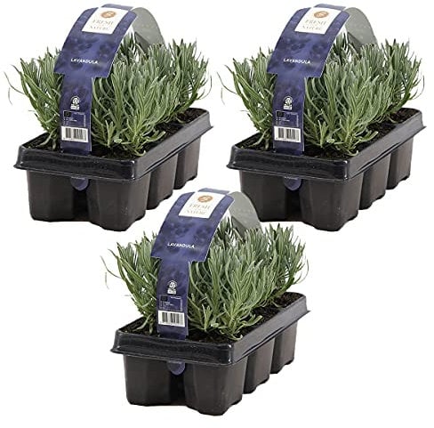 Lavandula Angustifolia – 1,5 m2 lavanda por 3 paquetes de seis – Planta exterior en maceta de cultivo, diámetro 9 cm – 20 cm