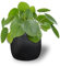 Pilea Peperomioides Planta Natural del Misionero o China del Dinero de Interior Decorativa Ideal para Hogar, Oficina - Maceta de Ø12 cm - Altura 30 cm
