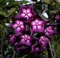 20 Stück Lila weiße Hoya Samen-Ball Orchard Flower Garden Seed Orchard Pflanze