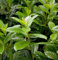 Kirschlorbeer Novita 100-125cm - Prunus laurocerasus