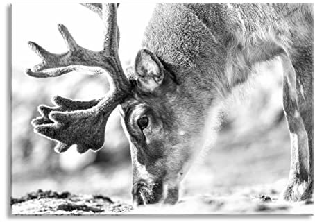Pixxprint Glasbild, Wandbild aus Echtglas, süßes Rentier beim Essen Kunst B&W, 60x40 cm, inkl. Aufhängung und Abstandshalter