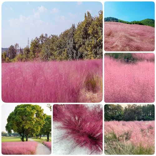 500 pcs ziergras samen ziergräser saat winterharte balkonpflanzen Muhlenbergia capillaris, dekopflanzen wilder wein winterhart plant garten geschenke für frauen seed dachbegrünung