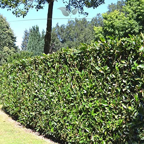 Gardline - Kirschlorbeer Herbergii 100-120 cm IM TOPF. 3-200 Pflanzen. Kirschlorbeer Hecke - 34 St. (ca. 12,5 Meter)