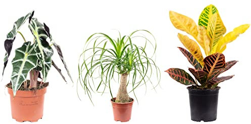 3er-Set echte Zimmerpflanzen, Elefantenfuß, Wunderstrauch, Alocasia - Höhe ca. 25-40 cm, Topf-Ø 12-14 cm