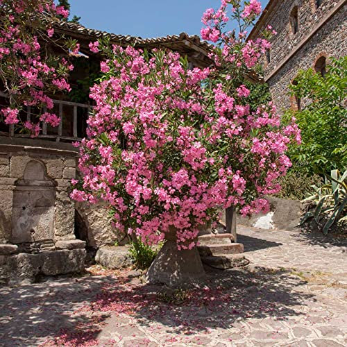 Oleander Winterhart Pflanzen Kaufen Samen SträUcher Bonsai Baum Baumsamen Winterharte Stauden Exotische Pflanzen Winterhart Robuste Balkonpflanzen MehrjäHrig Blumen Samen Indoor 10stüCk
