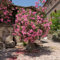 Oleander Winterhart Pflanzen Kaufen Samen SträUcher Bonsai Baum Baumsamen Winterharte Stauden Exotische Pflanzen Winterhart Robuste Balkonpflanzen MehrjäHrig Blumen Samen Indoor 10stüCk