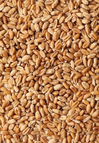 Grano Duro in Chicchi 5 Kg - Origine Sicilia – Coltivazione Propria – Essiccatura Naturale – Pulito e Selezionato a Mano