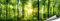ARTBAY Wald Poster XXL, Panorama Kunstdruck - 118,8 x 42 cm, von Sonne durchfluteter, Zauberhafter, heimischer Wald | Wandposter, Fotoposter, Wandgestaltung | Natur Poster | Premium Qualität