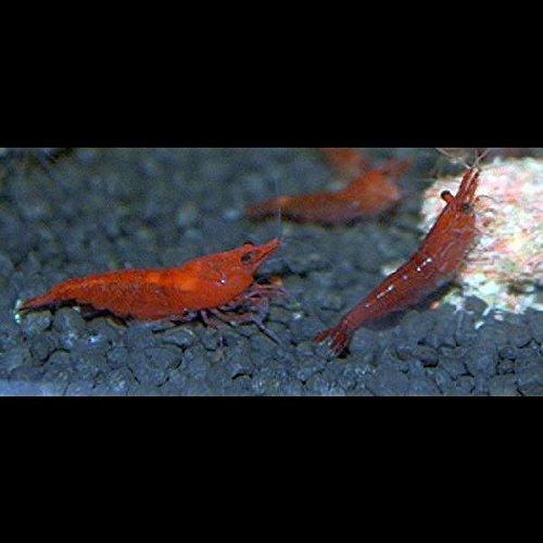 Zierfischtreff.de Zwerggarnelen Neocaridina Red Fire 10 Stück TOP in Farbe Algenfresser + 2 Mooskugel