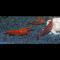 Zierfischtreff.de Zwerggarnelen Neocaridina Red Fire 10 Stück TOP in Farbe Algenfresser + 2 Mooskugel