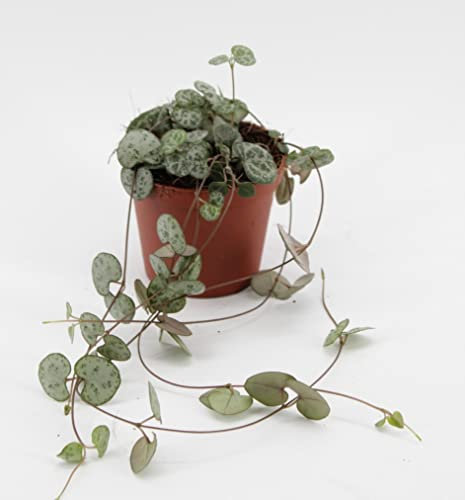Ceropegia Woodii - String of Hearts - Trailing House Plant in 8 cm Pot Lenght 15cm
