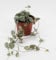Ceropegia Woodii - String of Hearts - Trailing House Plant in 8 cm Pot Lenght 15cm
